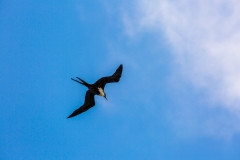 Great Frigatebird in flight