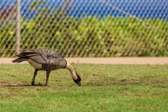 Hawaiian Goose