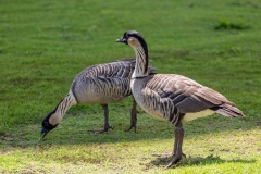Hawaiian Goose