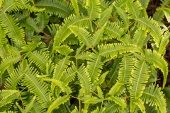 Ferns