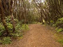 Pihea Trail