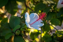 White Hibiscus flower