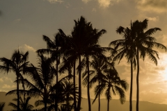 Palm tree silhouette