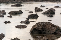 Shark's Cove rockpool