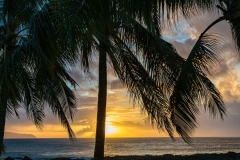 Sunset palms