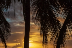 Sunset palms