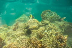 Honolulu harbour fish