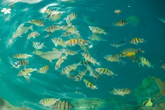 Honolulu harbour fish