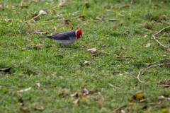 Red-crested Cardinal