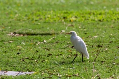 Egret