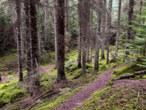 Farigaig Forest