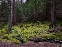 Farigaig Forest