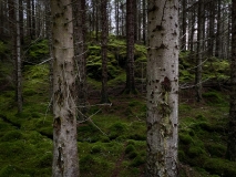 Farigaig Forest