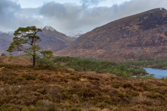 Glen Affric