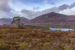 Glen Affric