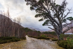 Caledonian pine