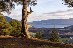 Viewpoint at Craig Monie