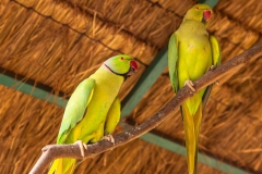 Kuala Lumpur Bird park
