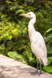 Kuala Lumpur Bird park