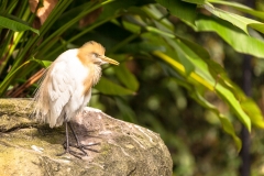 Kuala Lumpur Bird park