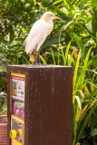 Kuala Lumpur Bird park