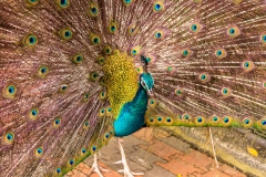 Kuala Lumpur Bird park