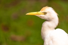 Kuala Lumpur Bird park