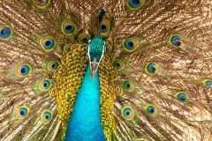 Kuala Lumpur Bird park