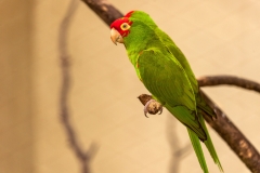 Kuala Lumpur Bird park