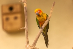 Kuala Lumpur Bird park