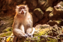 Batu Caves Monkey