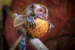 Batu Caves Monkey