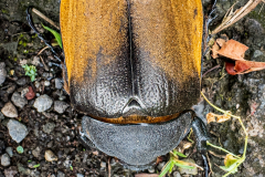 Beetle