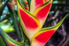 Heliconia wagneriana
