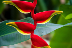 Heliconia rostrata