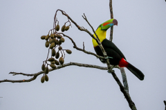 Keel-billed Toucan (Ramphastos sulfuratus)