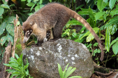 White-nosed coati (Nasua narica)