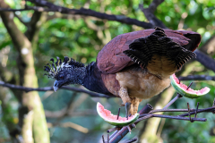 Great Curassow (Crax rubra)
