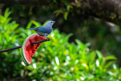 Blue-gray Tanager (Thraupis episcopus)