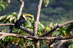 Chestnut-mandibled Toucan (Ramphastos ambiguus swainsonii)