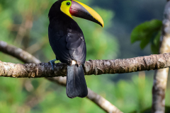 Chestnut-mandibled Toucan (Ramphastos ambiguus swainsonii)