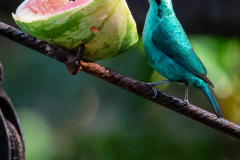 Green Honeycreeper (Chlorophanes spiza)