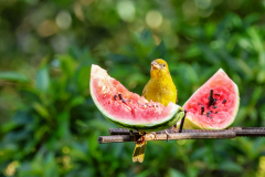 Yellow Warbler (Setophaga petechia)