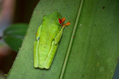Red-eyed tree frog (Agalychnis callidryas)
