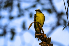 Grey-capped Flycatcher (Myiozetetes granadensis)