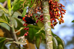 Scarlet-rumped Tanager (Ramphocelus passerinii)
