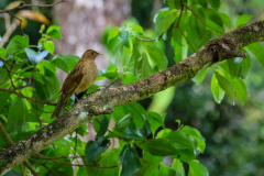 Clay-colored Thrush (Turdus grayi)