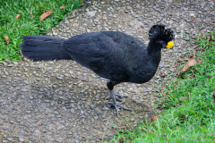 Great Curassow (Crax rubra)