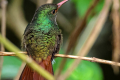 Rufous-tailed Hummingbird (Amazilia tzacatl
