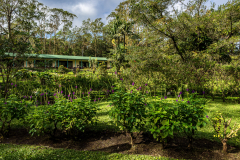 Arenal Observatory Lodge gardens